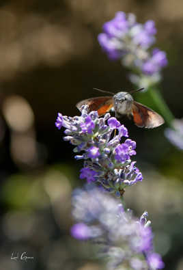 papillon