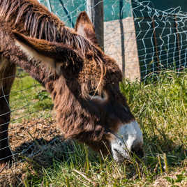 ailleurs l'herbe est plus tendre