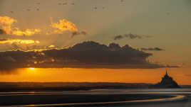 Les oiseaux des rayons