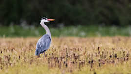 héron héron petit patapon