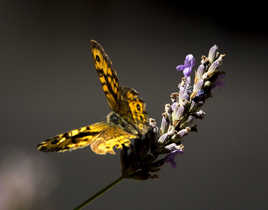Un papillon aimant aussi la lavande...