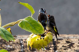 Maman chardonneret et son petit...
