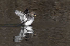Toutes ailes déployées