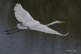 Grande aigrette (2)