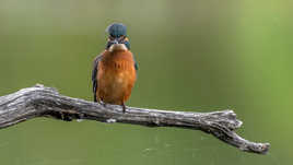 Géronimo vous salue.