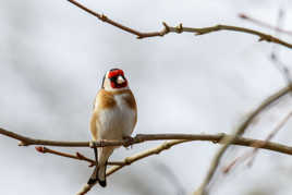 Chardonneret élégant