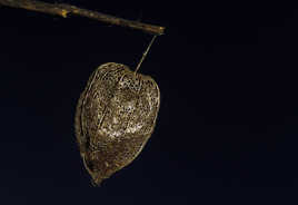 physalis en cage dorée