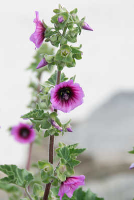 Flore de bord de mer