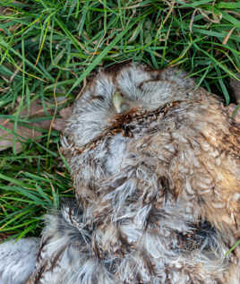 mauvaise découverte chouette tachettée