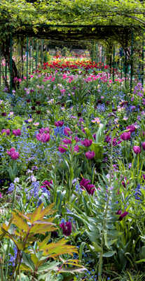 Une impression de Giverny (4)