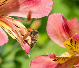 Au milieu des fleurs