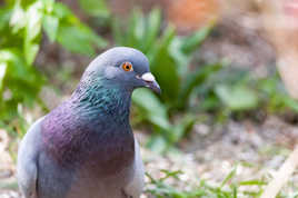 Pigeon