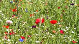 Coquelicots dans la prairie