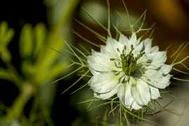 Ne suis-je pas la plus belle ?