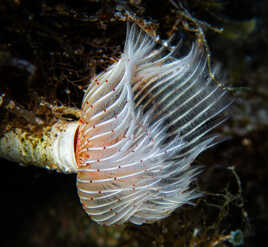 Serpule