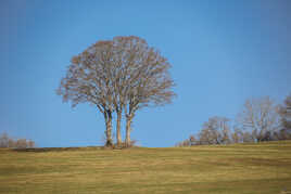 Bouquet d arbres