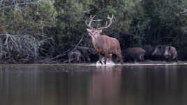 Escorté par une compagnie de sangliers
