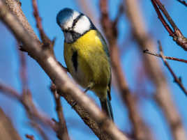 Pourquoi il me regarde celui la