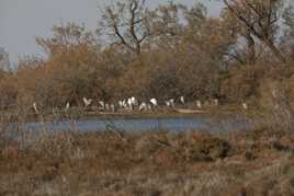 Regroupement avant envol