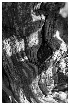 Vieux pied de vigne... Respect !