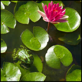 Les Pieds dans l'Eau