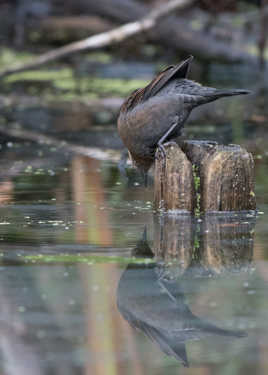 Le Quiscale rouilleux.