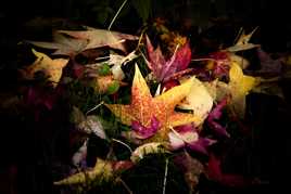 Feuilles d'automne