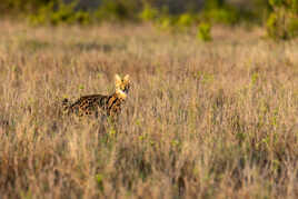 Le serval