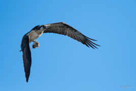 Un poisson dans les serres