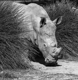 Rhino......féroce