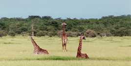 Les 3 points cardinaux