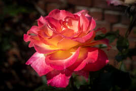 Rose domestique