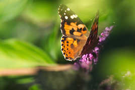 Papillon sur le green