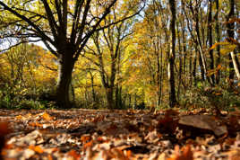 Les feuilles mortes se ramasse........