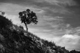 sur les pentes de l'esterel