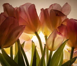 tulipes couleur