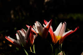 tulipes