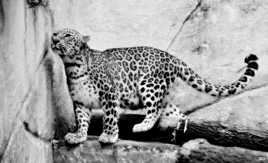 Léopard