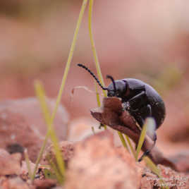 scarabée des forets
