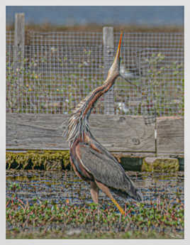 La danse du Héron pourpré