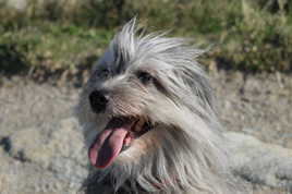 Véga dans le vent....