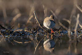 dans le silence de l'étang