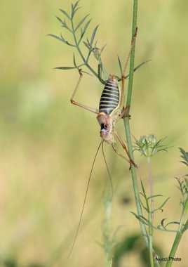 L' acrobate