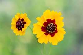 Coreopsis