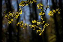 Lumières du printemps