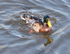 canard a la douche