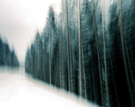 Un chemin forestier neigeux
