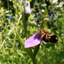 Orchidée printanière