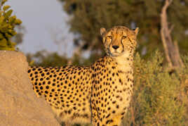 Le regard du chasseur