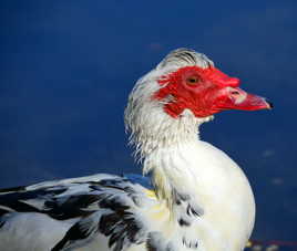 Canard de Barbarie à tête rouge